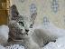 PoulaTo: Russian blue kitten for sale 90Euro